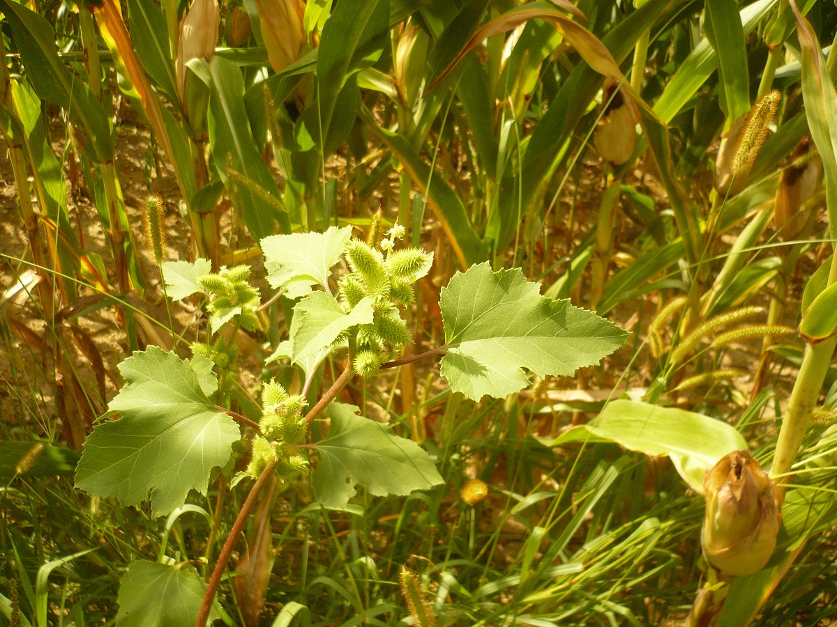 Xanthium orientale subsp. italicum (Asteraceae)